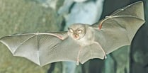 Kymin resident loses bid to lift bat protection ban on lighting