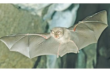 Kymin resident loses bid to lift bat protection ban on lighting