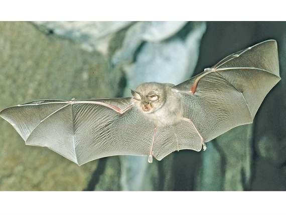 Kymin resident loses bid to lift bat protection ban on lighting