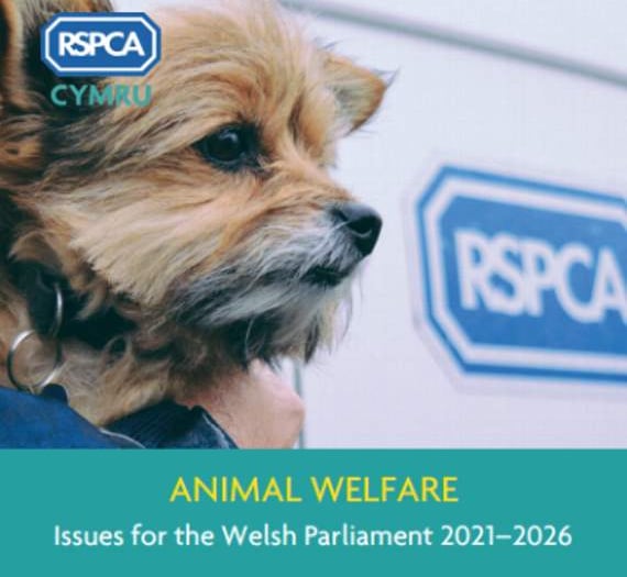 RSPCA officers will be working over Christmas and New Year despite Welsh lockdown