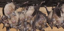 Homes policy 'weakens rare bat protection', claims campaigner