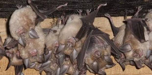 Homes policy 'weakens rare bat protection', claims campaigner