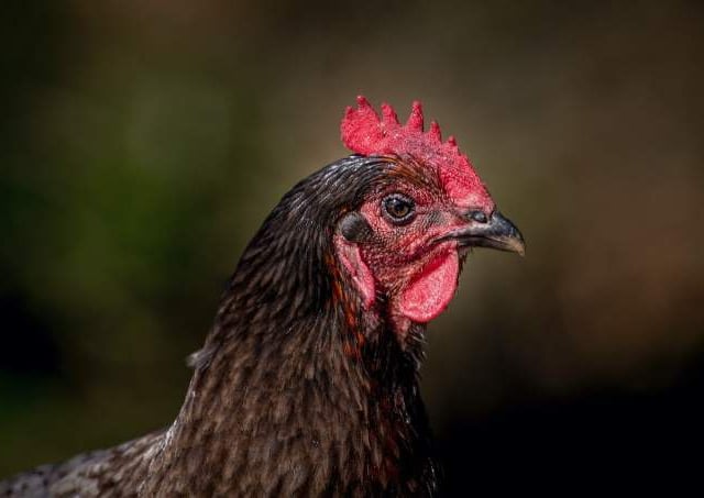 Chief Vet urges continued vigilance on avian flu protections