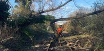 Network Rail's biggest ever tree survey in Wales is improving railway safety and biodiversity