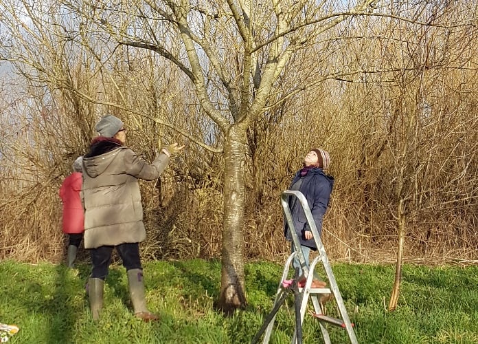 Monmouth Community Orchard