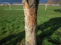 Concerns over damage to trees in Rockfield play park