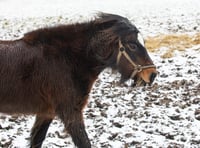 Storm Eunice: RSPCA issues animal advice