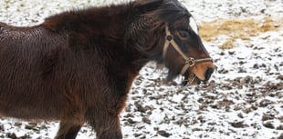 Storm Eunice: RSPCA issues animal advice