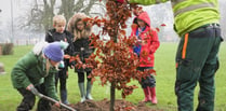 Bailey Park now has 5 new English Oak trees and 5 Copper Beech trees