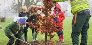 Bailey Park now has 5 new English Oak trees and 5 Copper Beech trees