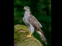 Police appeal after rare goshawk found shot in Forest of Dean