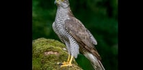 Police appeal after rare goshawk found shot in Forest of Dean