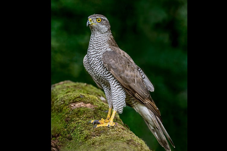 Goshawk by Andy Morffew on Flickr