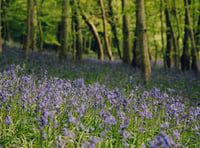 Woodland walk among top five in Wales says NRW