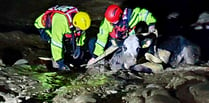 Moo-ving tale of udderly great cow rescue