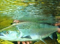 Wye salmon ‘saved’ by reservoir release