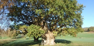 Vote for magnificent ancient Oak in national competition