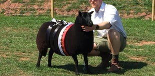 Black Welsh Mountain Sheep Society celebrate cenetary