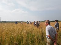 Crop trial on growing ancient wheat varieties