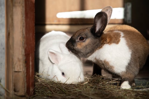 Welsh animal charity hoping bunnies find love