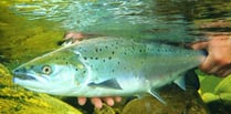 Bleak outlook for Usk salmon