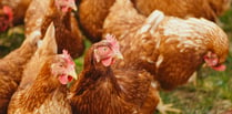 Farm given green light for 80,000 more chickens despite waste fears