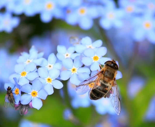 Applications for free gardening packages reopen to communities