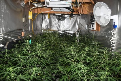 Man arrested after cannabis farm raided