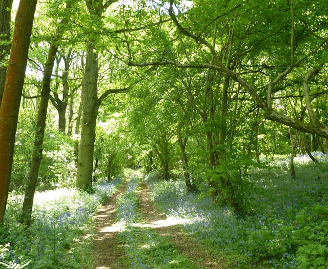 The tree-mendous benefit of Monmouthshire's woodland