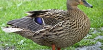 Duck 'holds up' Wye Valley roadworks