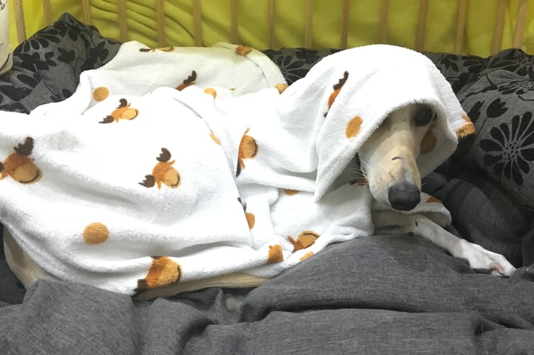 William the whippet hiding under a blanket last November 5