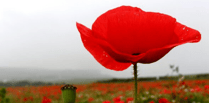 Why we wear a poppy to mark Remembrance Sunday