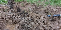 Badger rescued from football net at Monmouth sports pitch