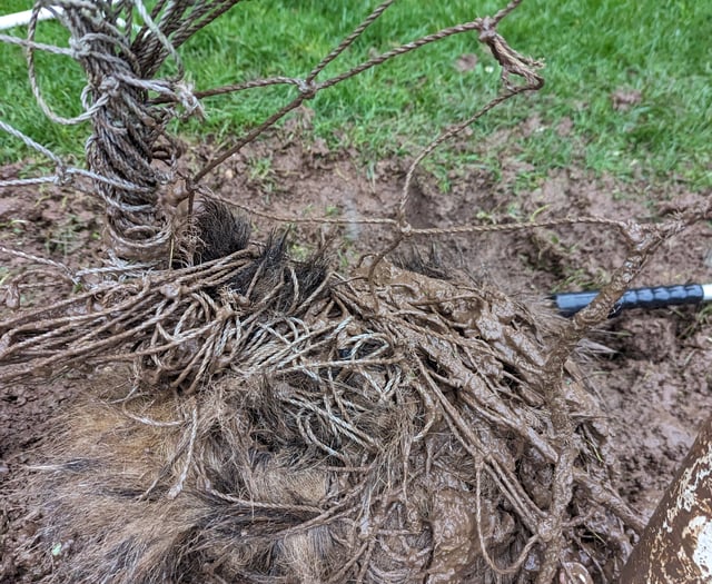 Badger rescued from football net at Monmouth sports pitch