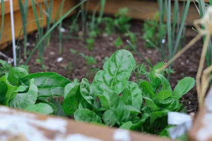 Grant funding available to kickstart community food-growing projects 