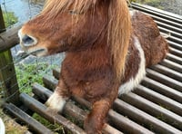 Pony's near death ordeal thanks to careless Black Mountains rambler 