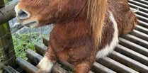 Pony's near death ordeal thanks to careless Black Mountains rambler 