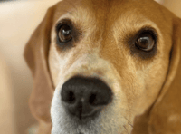 Wye Valley Ukrainian refugee appeals for help to save beagle's life