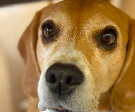 Alma, Anzhelika Bychkova's beagle 