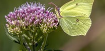 National Garden Scheme sees new gardens open to public across county