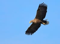 Will eagles return to the Severn Estuary?