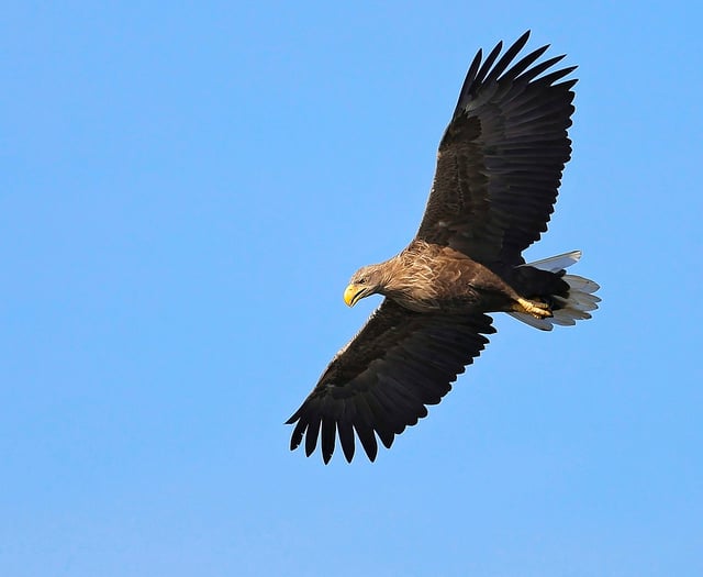 Will eagles return to the Severn Estuary?