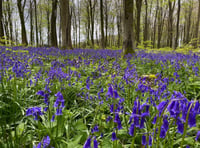 Ramble through Bluebell Woods