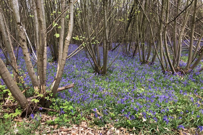 Bluebells in the Buckholt Wood