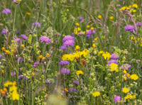 Gardening weekly with Lynne Allbutt