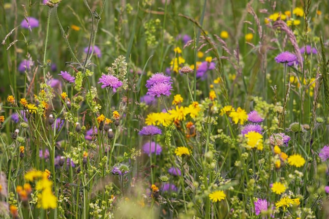 wildflowers