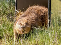 Beavers make a splash in second home 