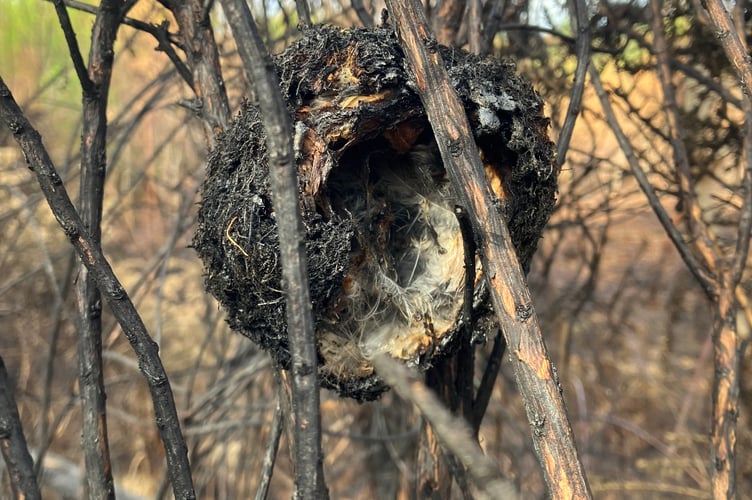 Bird's nest