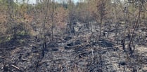 Thousands of trees damaged in forest fire