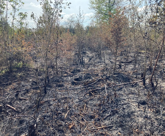 Thousands of trees damaged in forest fire